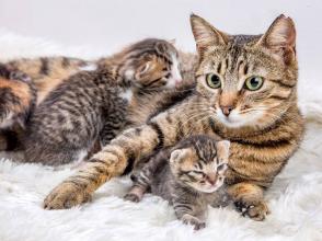 Sự phát triển của mèo con trong 3 – 6 tháng đầu: Những điều quan trọng!