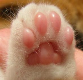 Những sự thật thú vị về bàn chân mèo