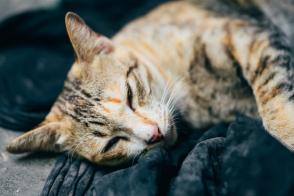 Suy gan ở mèo: Triệu chứng và cách điều trị