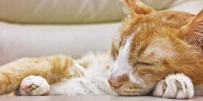 Suy thận ở mèo: Phương pháp chẩn đoán và điều trị