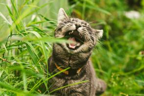 Tại sao mèo ăn cỏ?