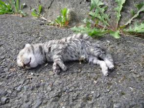 Tại sao mèo con chết? Triệu chứng và nguyên nhân