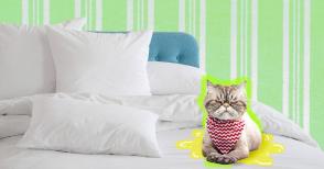 Tại sao mèo đi tiểu trên giường? Viêm bàng quang vô căn ở mèo