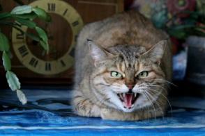 Tại sao mèo gầm gừ? Nguyên nhân khiến mèo gầm gừ khi vuốt ve, khi chơi và khi ngủ