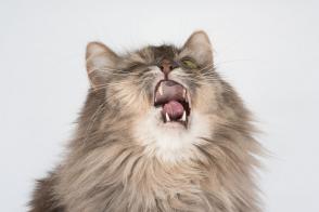 Tại sao mèo hắt hơi? Nguyên nhân và cách điều trị phổ biến nhất