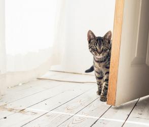 Tại sao mèo không thích cửa đóng?