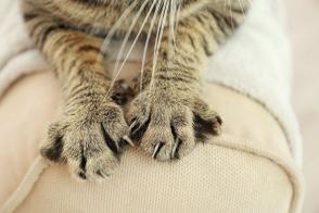 Tại sao mèo làm động tác nhào bột?