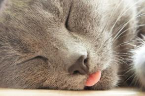 Tại sao mèo ngủ thè lưỡi?