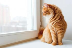 Tại sao mèo thích nhìn ra ngoài cửa sổ?