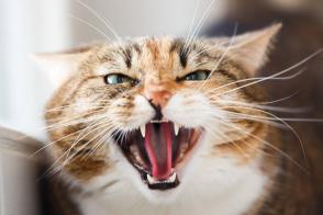 Tại sao mèo tức giận? Phương pháp xoa dịu mèo