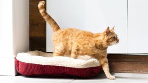 Tại sao mèo vẫy đuôi khi nằm?