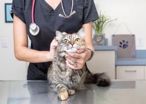 Tận dụng tối đa chuyến thăm bác sĩ thú y cho mèo