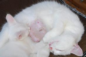 Tăng sản tuyến vú ở mèo: Nguyên nhân và cách điều trị