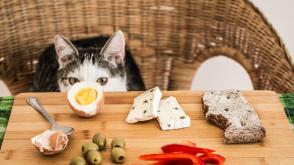 Thực phẩm có hại cho mèo cần biết