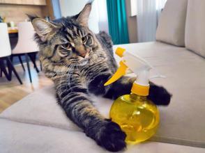 Thuốc xịt làm dịu hành vi của mèo