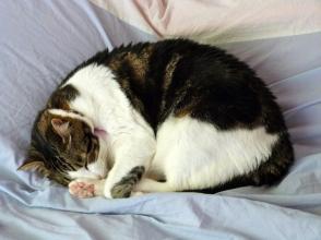 Tư thế ngủ của mèo và ý nghĩa của chúng