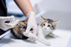 Những điều cần biết về vắc xin bệnh bạch cầu ở mèo