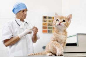 Tranh cãi về vắc xin FIV cho mèo