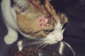 Viêm da dị ứng ở mèo: Triệu chứng và phương pháp điều trị