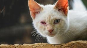 Viêm kết mạc ở mèo: Triệu chứng và cách điều trị