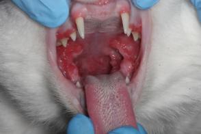 Viêm loét miệng ở mèo – Triệu chứng và nguyên nhân