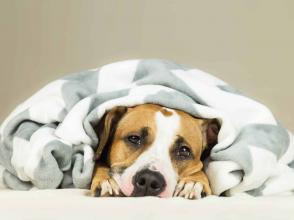 Xác định cơn đau ở chó và cách giảm bớt