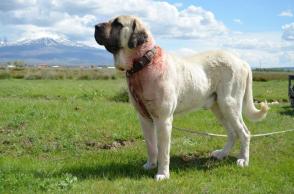 Đặc điểm và cách chăm sóc chó Aksaray Malaklısı