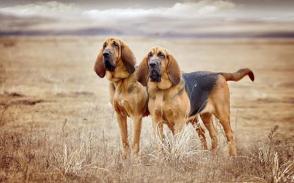 Đặc điểm và cách chăm sóc chó Bloodhound