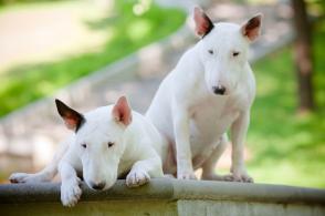Đặc điểm và cách chăm sóc chó Bull Terrier