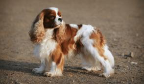 Đặc điểm và cách chăm sóc chó Cavalier King Charles Spaniel