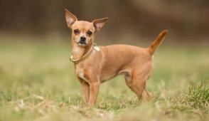 Đặc điểm và cách chăm sóc Chihuahua