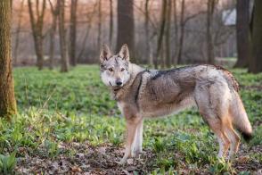 Đặc điểm và cách chăm sóc chó lai sói Tiệp Khắc