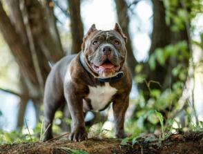 Đặc điểm và cách chăm sóc chó Pitbull Mỹ