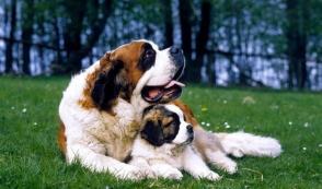 Đặc điểm và cách chăm sóc chó Saint Bernard