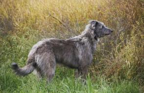 Đặc điểm và cách chăm sóc chó săn hươu Scotland