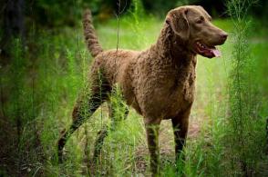 Đặc điểm và cách chăm sóc chó săn vùng vịnh Chesapeake