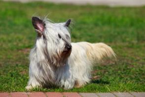 Đặc điểm và cách chăm sóc của Skye Terrier