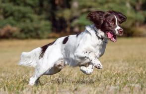 Đặc điểm và cách chăm sóc chó Springer Spaniel Anh