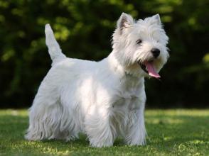 Đặc điểm và cách chăm sóc chó sục trắng West Highland