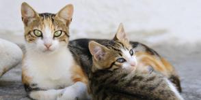 Đặc điểm và cách chăm sóc mèo Aegean