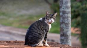 Đặc điểm và cách chăm sóc mèo American Wirehair