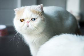 Đặc điểm và cách chăm sóc mèo Ba Tư lông ngắn