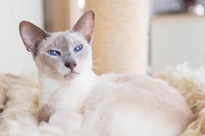 Đặc điểm và cách chăm sóc mèo Lilac Thái Lan