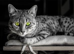 Đặc điểm và cách chăm sóc mèo Mau Ai Cập