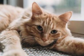 Đặc điểm và cách chăm sóc mèo nhà lông trung bình
