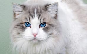 Đặc điểm và cách chăm sóc mèo Ojos Azules