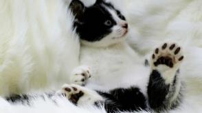 Đặc điểm và cách chăm sóc mèo Polydactyl Mỹ