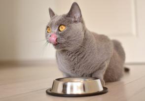 Nên cho mèo tiểu đường ăn như thế nào?