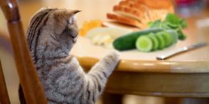 Mèo ăn gì? Cho mèo ăn gì ngoài thức ăn cho mèo?