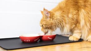 Lời khuyên hàng đầu để chọn thức ăn cho mèo tốt nhất